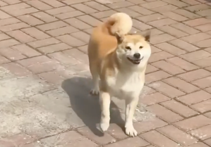 A shiba inu dog on a street